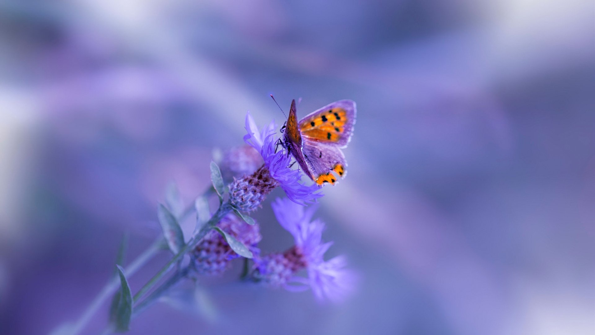 CBA联盟打造俱乐部文化建设样板,cba俱乐部靠什么挣钱