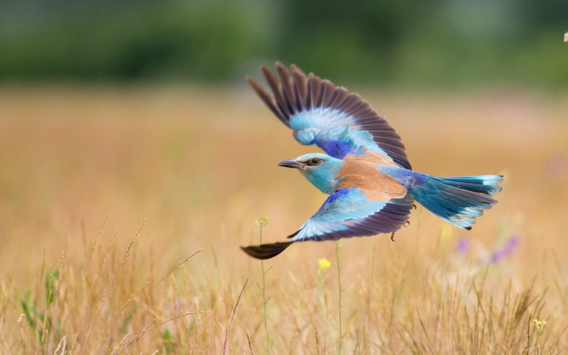 爱游戏ayx-中国男篮注重节奏控制压制对手反扑，中国男篮注重节奏控制压制对手反扑视频