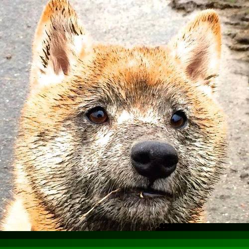 佩拉卡尼尝试新项:蝶泳首秀,卡拉佩蒂安游泳