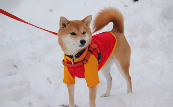 爱尔兰橄榄球事业迎来政策利好期,橄榄球爱尔兰和北爱尔兰