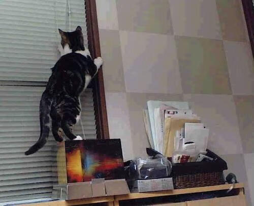 篮球公益月俱乐部与社会共同传播健康运动理念，公益篮球赛事策划方案