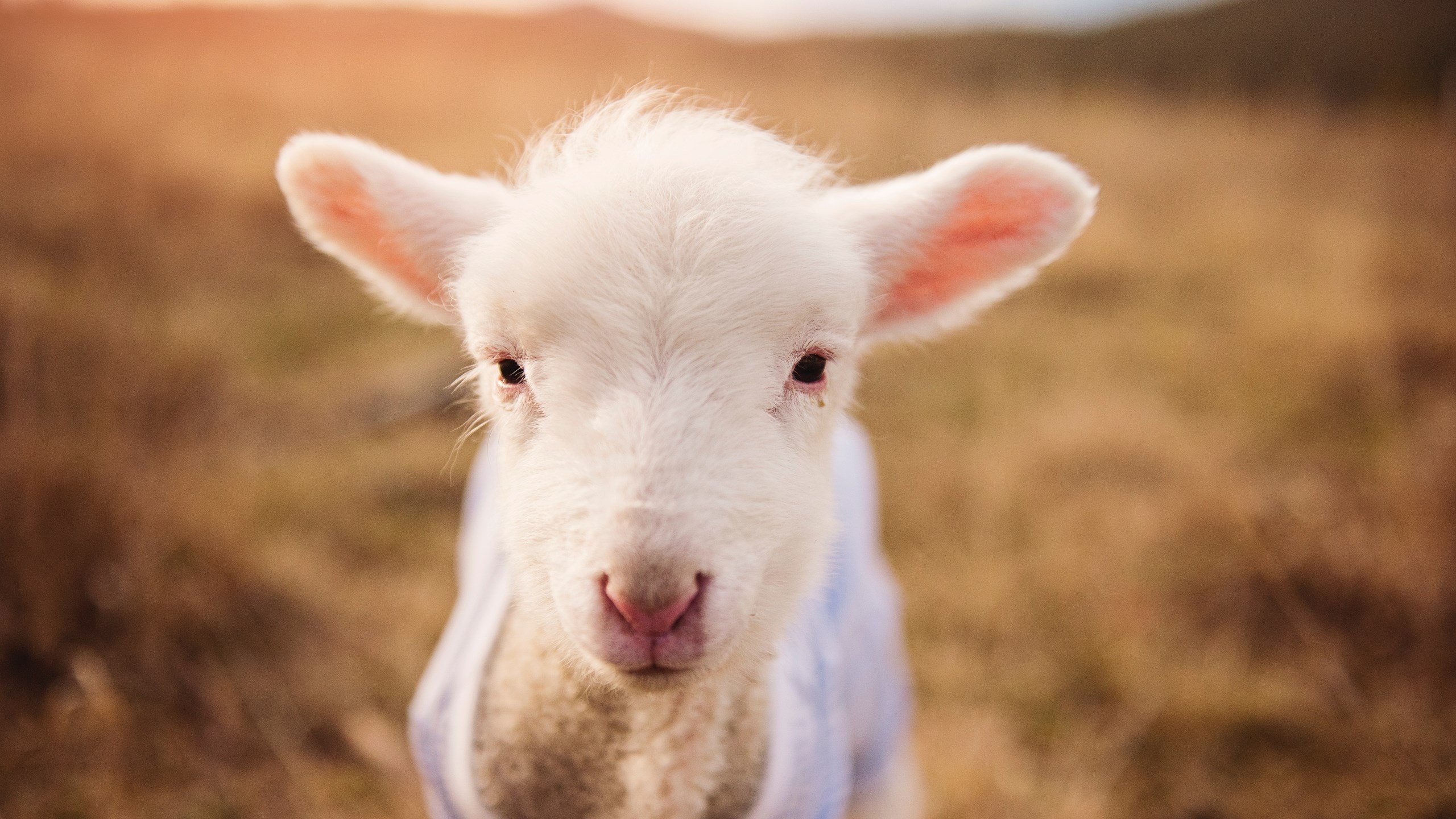 爱游戏平台-莱谢恩·卡萨斯200米混合泳技术细腻获赞