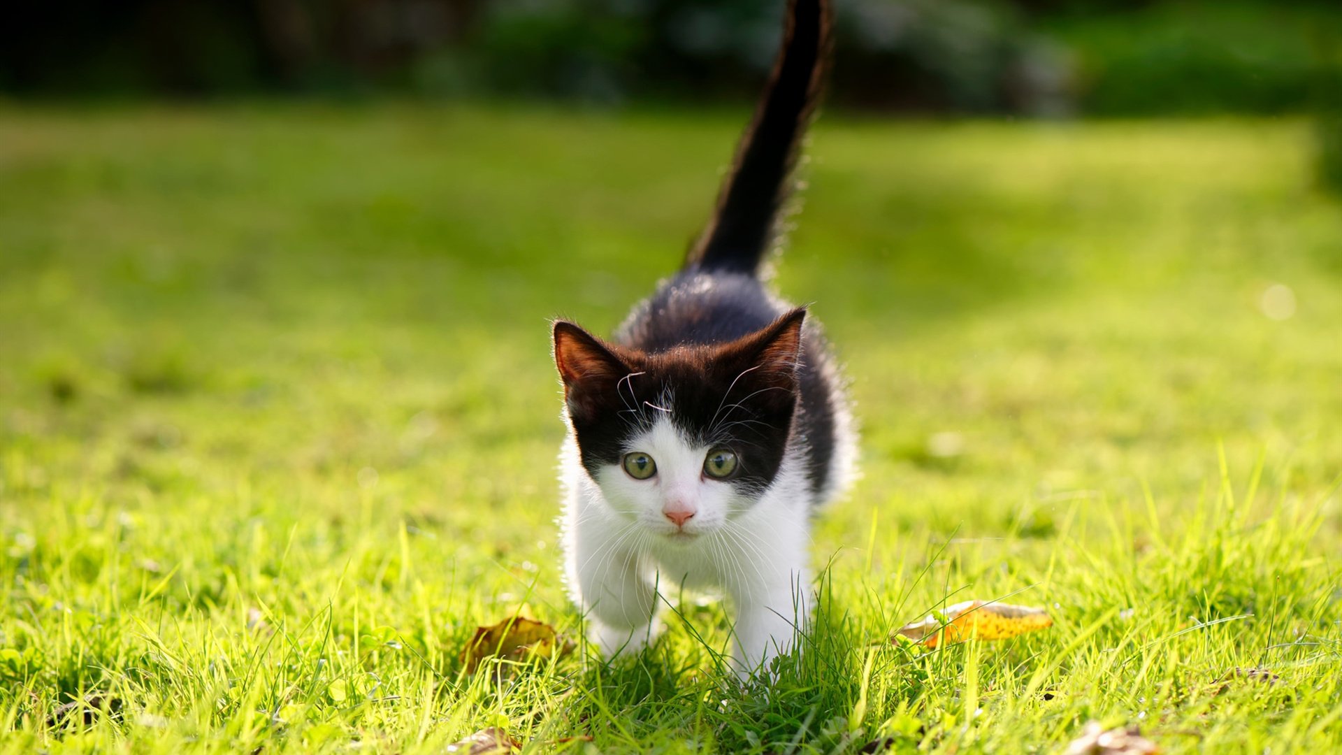 爱游戏-黎巴嫩女篮在西亚锦标赛中崭露头角，勇夺佳绩，黎巴嫩男篮亚洲杯