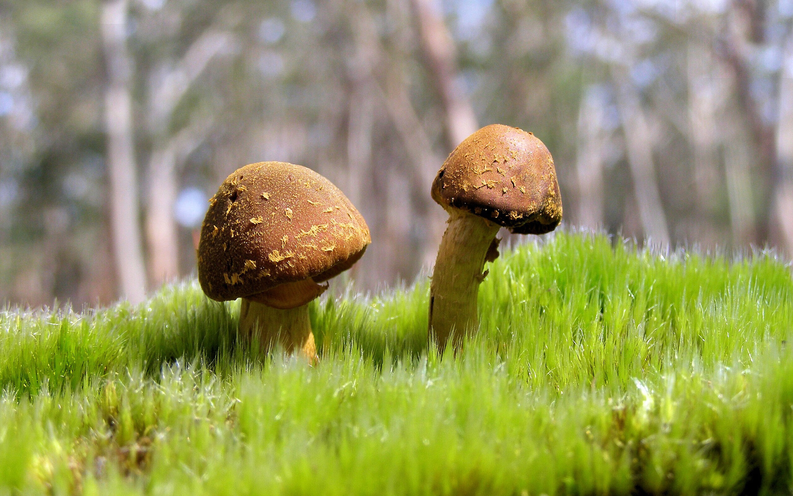 《冠军奥运篇》独家揭秘蔡赟的伟大成长史！，蔡赟世界冠军